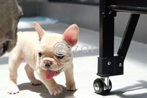 Quality French Bulldog Puppies. photo 3