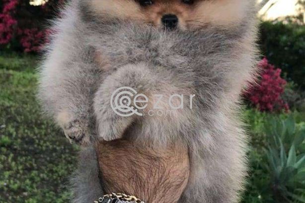 Pedigree  Pomeranian  Puppies For rehoming photo 1