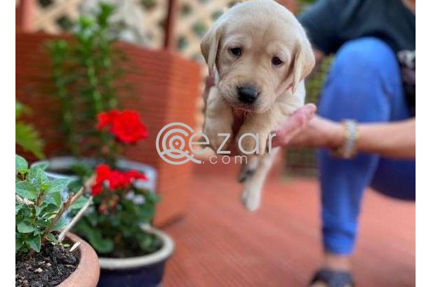 Labrador Puppies for sale photo 1