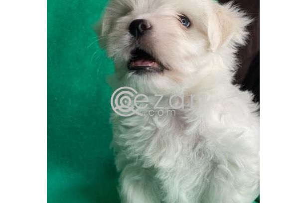 Outstanding Male and Female Maltese Puppies photo 6