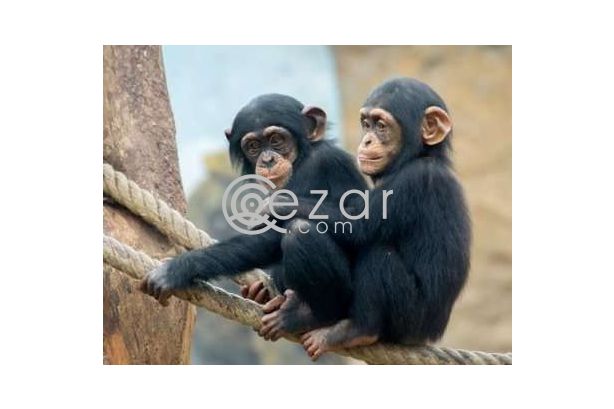Pets, Pets for Free Adoption, loving Chimpanzee Monkeys for Sale in Qatar