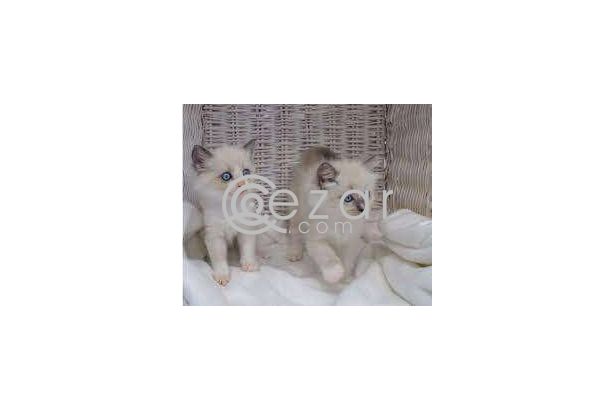 Ragdoll  kittens ready for their forever homes. photo 1