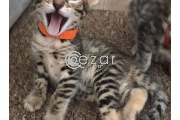 Beautiful F1 Savannah kittens Available photo 1