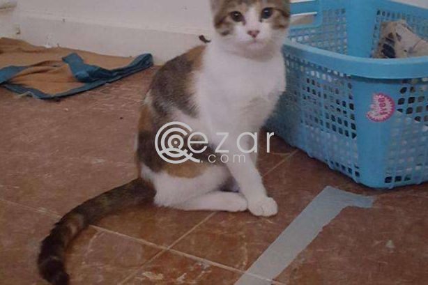 Cat for FREE adoption photo 1