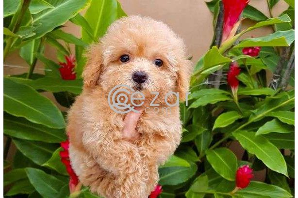 Poodle Puppies for new family photo 3