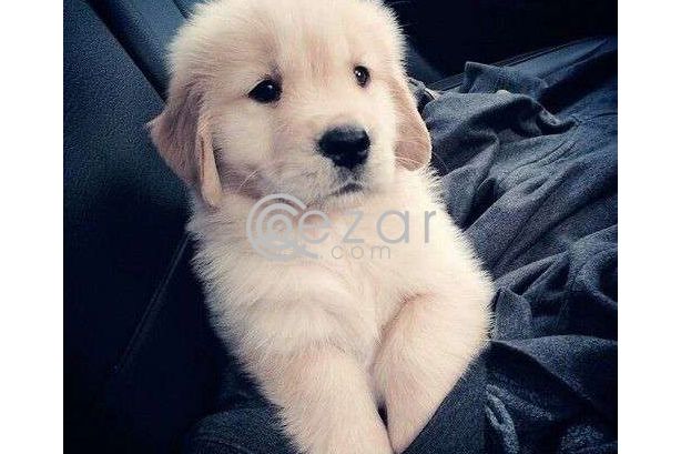 Golden retriever male puppy photo 1
