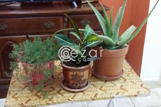 Plants urgent sale photo 1