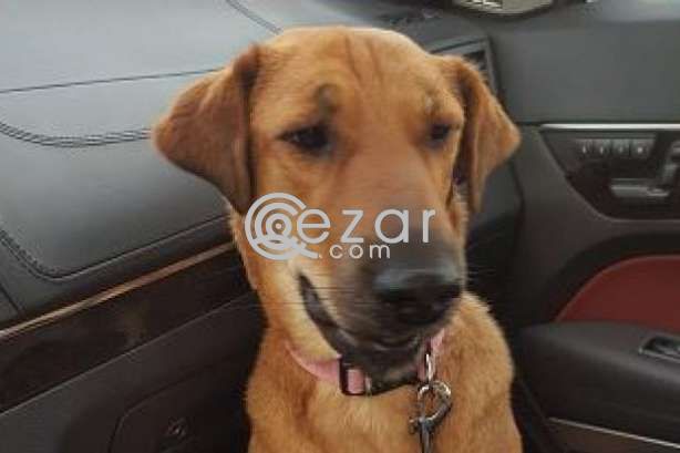 BROWNIE - Lost family pet dog - 1000QR Reward photo 1