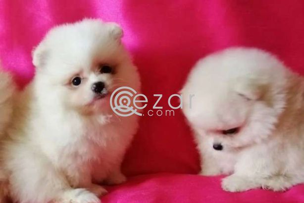 2 Beautiful Pomerania Kc Registered Ready photo 3