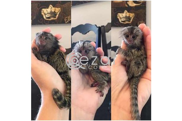 Awesomely playful marmoset monkeys available photo 1