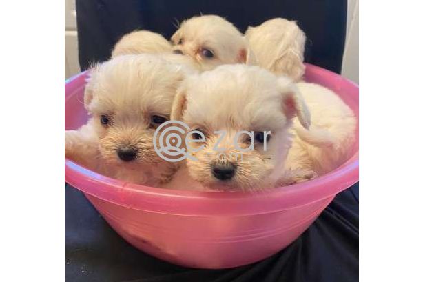 Beautiful Maltese Puppies For Sale photo 4