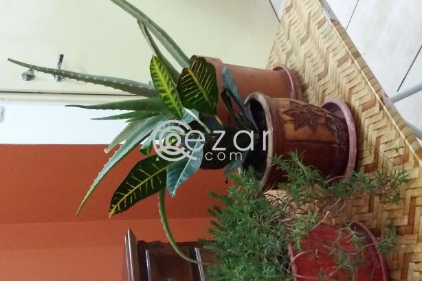 Plants urgent sale photo 2