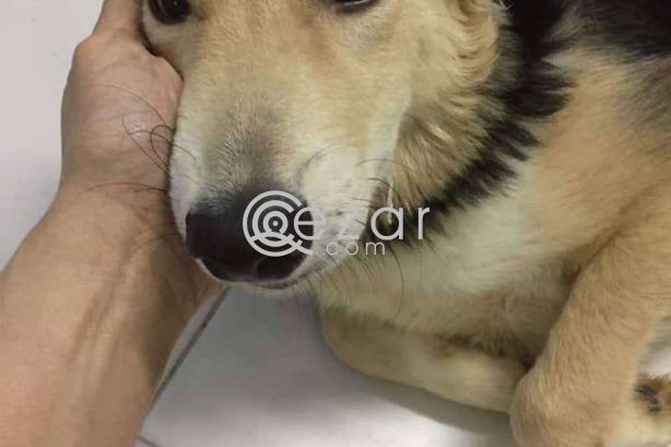 Dog for free adoption photo 1