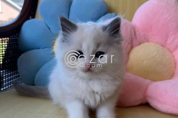 Ragdoll Kitten photo 2