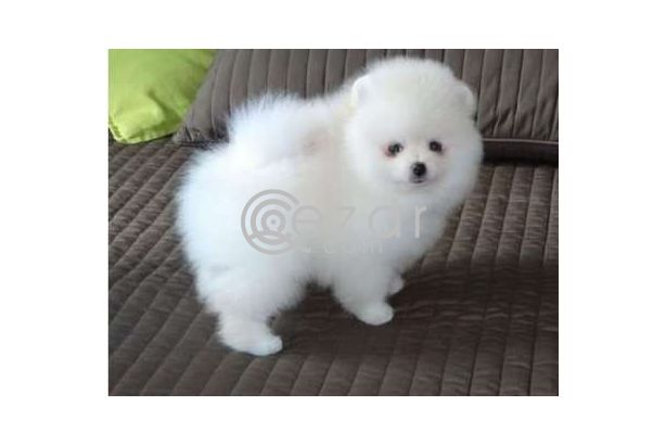 Toy Pomeranian litter puppies for rehoming photo 1
