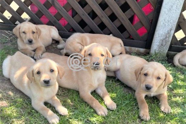 Labrador Puppies for sale photo 1