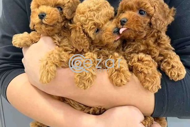 Poodle puppies ready for their forever homes photo 1