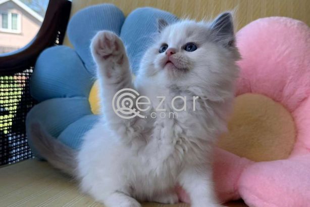 Ragdoll Kitten photo 1