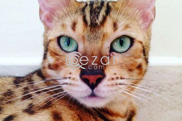 Bengal cat female photo 2