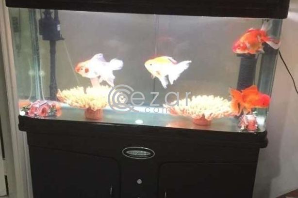 Fish Aquarium for Sale photo 2