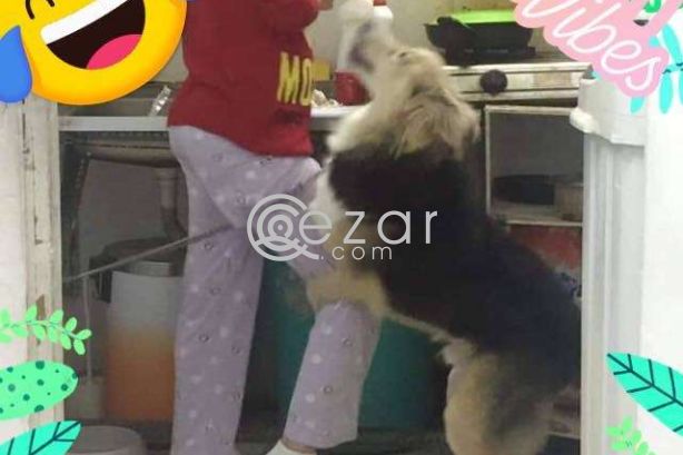 Dog for free adoption photo 3