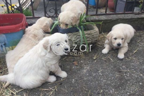 Cute Golden Retriever Puppies. photo 3