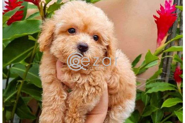 Poodle Puppies for new family photo 4