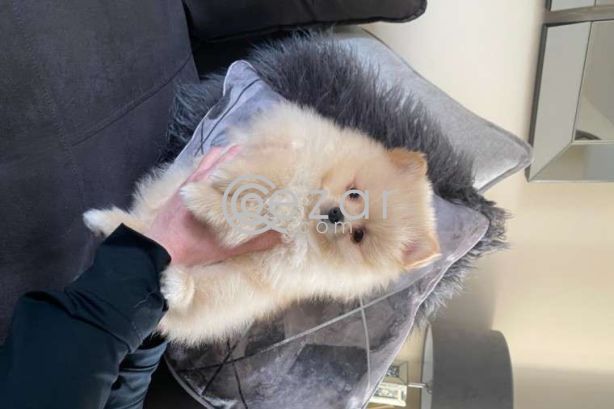 Beautiful Pomerania Puppies for free adoption photo 4
