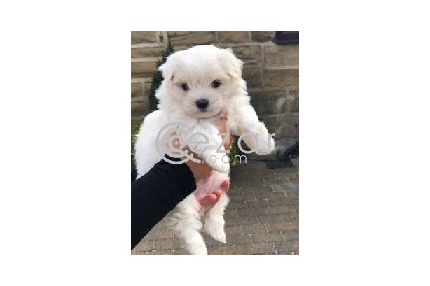 Maltese Puppies for adoption photo 1