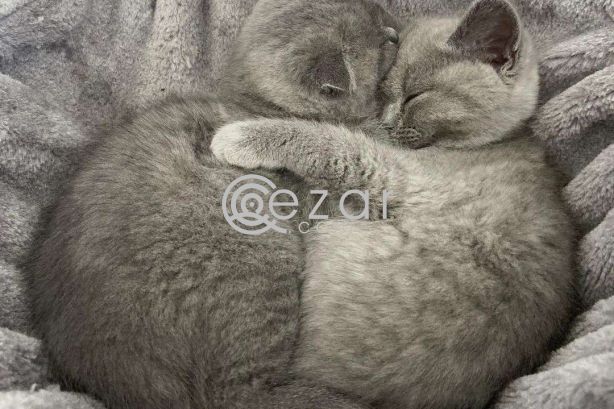 Scottish fold kitten photo 1