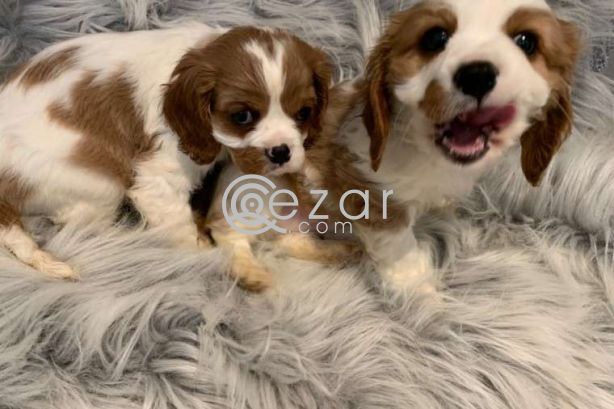 King Charles Puppies for free adoption photo 2