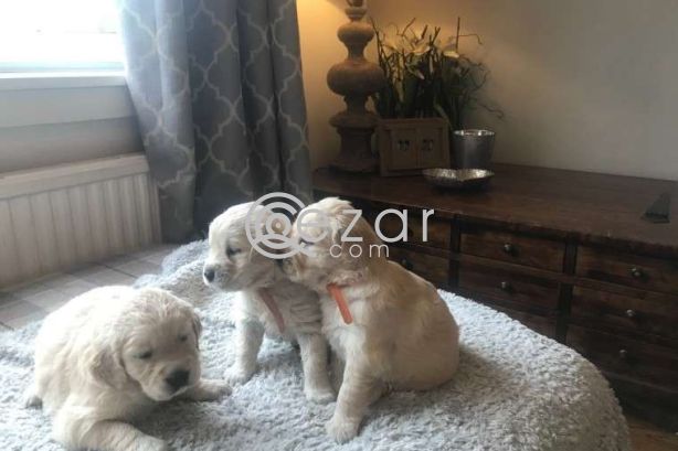 Cute Golden Retriever Puppies. photo 1
