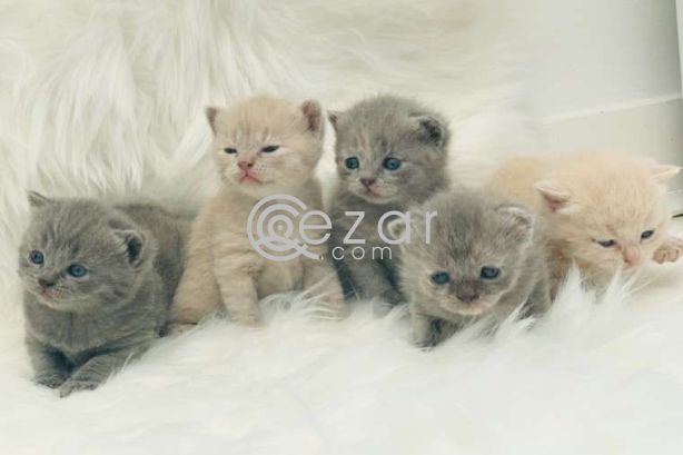 Lovely British Shorthair kittens Available photo 1
