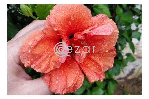 OnePlus 5 Scratch-less condition with Spigen Neo Hybrid Back Cover photo 2