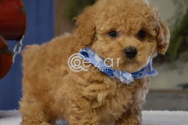 toy poodle puppies for adoption photo 1