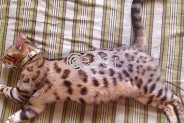 Bengal cat female photo 5