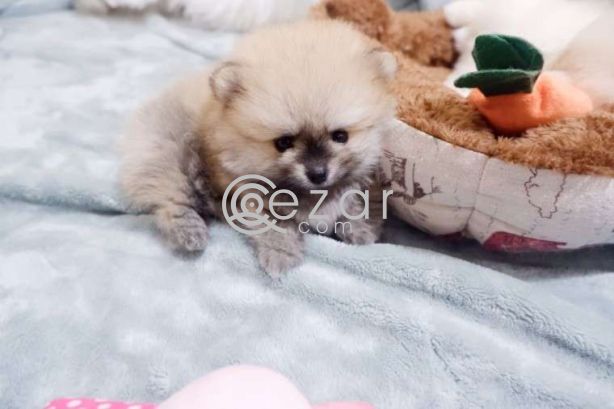 Beautiful Pomerania Puppies for free adoption photo 1