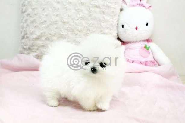 Charming Teacup Pomeranian puppies photo 1