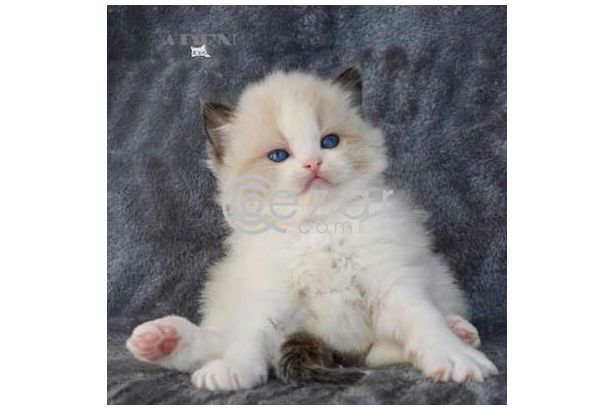 Ragdoll kittens for rehoming photo 1