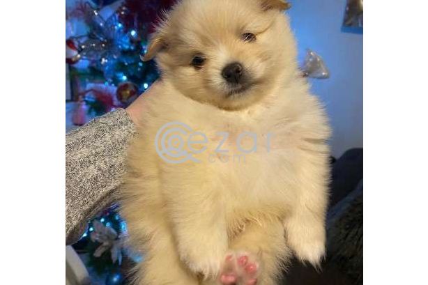 Beautiful Male and Female Pomeranian Puppies for sale photo 3