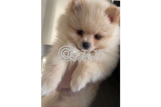 Beautiful Pomerania Puppies for free adoption photo 3