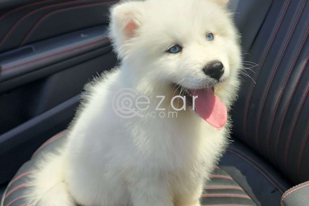Samoyed Husky for Sale photo 3