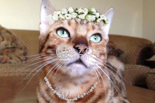 Bengal cat female photo 4