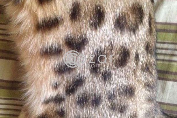 Bengal cat female photo 3