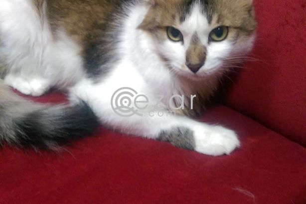 Cat for FREE Adoption! photo 3