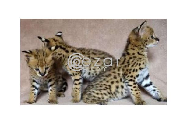 Serval kittens ready for their forever homes. photo 1