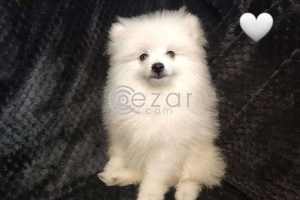 Fluffy Pomeranian Girl Looking For a Home photo 4