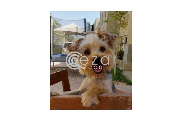 Yorkshire Terrier brought from France photo 1