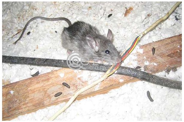 PEST CONTROL SERVICES photo 2