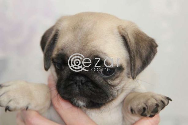 Beautiful Pug Puppies available now photo 1